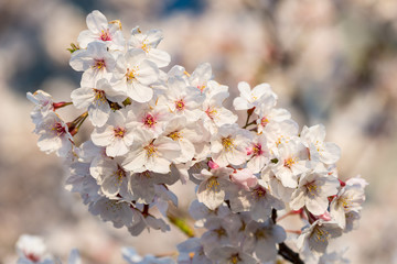 Cherry blossom in Japan
