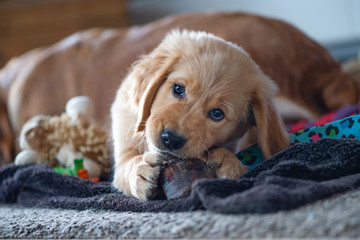 Portrait of a young Golden Retriever boy, lying on a cozy blanket. Close up.		