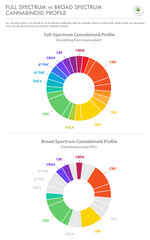 Full Spectrum vs Broad Spectrum Cannabinoid Profile vertical business infographic illustration about cannabis as herbal alternative medicine and chemical therapy, healthcare and medical vector.