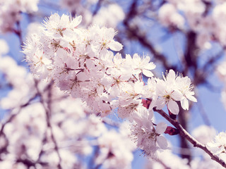 Cherry blossoms