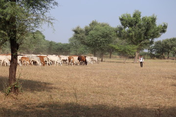 many cows in dry grasses farm