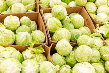 Many cabbages on the counter in the supermarket. Vegetarianism and raw food diet. Close-up. Background.