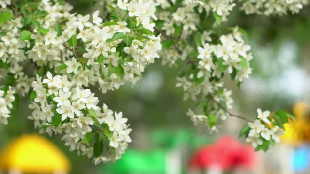 Spring Apple tree flowers blossom timelapse, close up. flower, blooming orchard tree, gardening.