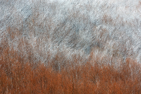 Detail of autumnal snowy forest in the Gran Sasso and monti della Laga national park, Campotosto lake, Abruzzo, Italy