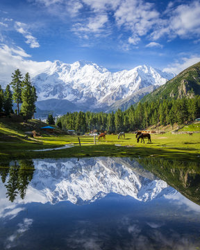 Fairy Meadows