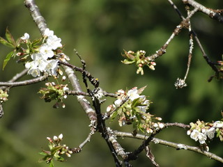 Kirschblüten
