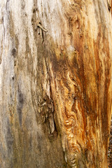 bark of tree