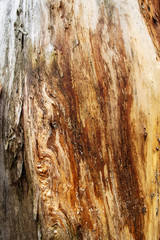 texture of old wood