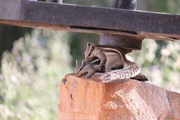two pair love squirrel on red stone with romantic mod in squirrel