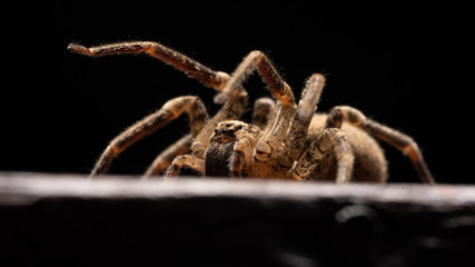 arachnophobia