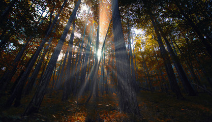 sun rays in autumn forest