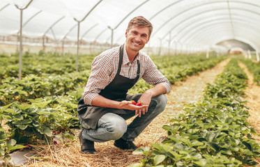 Satisfied farmer showing strawberry in greenhouse