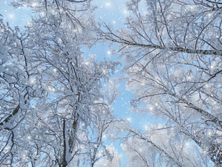 winter landscape forest in snow frost with sunny light beams
