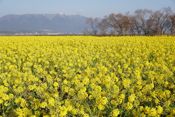 びわ湖畔守山なぎさ公園 菜の花畑