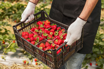 Farmer carrying box with fresh strawberries