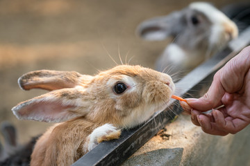 Close-up action of people is feeding carrot to a small rabbit or bunny, cutety moment. Animal...