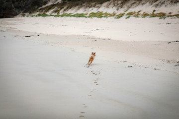 Brussels Griffon dog playing on beach