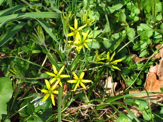 Gagea lutea, also named the yellow star-of-Bethlehem, plant of family Liliaceae, yelllow spring flower, bulb-forming perennial herb with lanceolate leaves