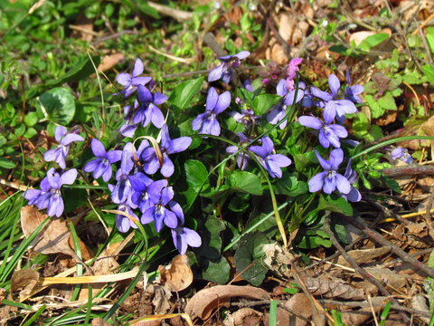 Viola canina, common name Heath Dog violet, purple spring flower