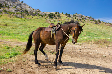 A lone horse stands in the mountains. Travel photos.