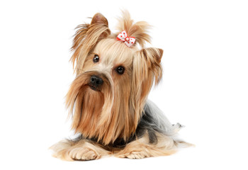 Studio shot of a lovely Yorkshire terrier
