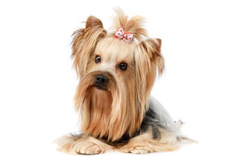 Studio shot of a lovely Yorkshire terrier