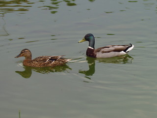 Wild duck female and male swimming on pond, mallard pair