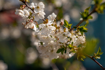 Bird cherry blossoms flowers in spring. Spring blossom flowers of bird cherry tree. Spring bird cherry tree flowers. Bird cherry tree flowers bloom in spring