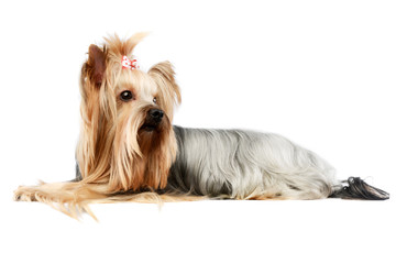 Studio shot of a lovely Yorkshire terrier