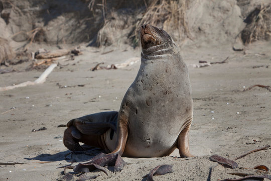 Seals at Surat Bay Owaka beach. Catlins New Zealand