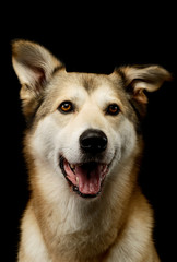 Obraz premium Portrait of an adorable mixed breed dog