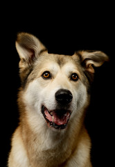 Portrait of an adorable mixed breed dog