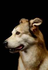 Portrait of an adorable mixed breed dog