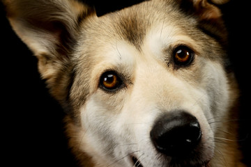 Portrait of an adorable mixed breed dog