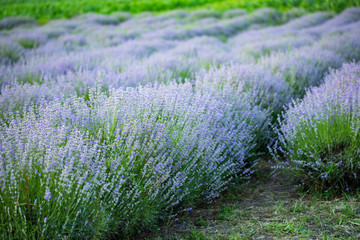 Obraz premium Lavender flowers in row, pastel colors and blur background.