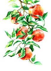 Watercolor illustration of apples on a branch. Green leaves and red fruits on an isolated white background. Hand-drawn food.