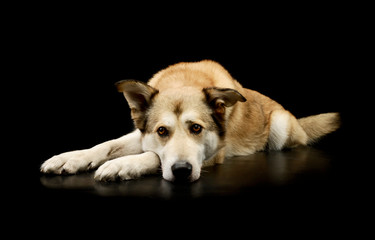 Studio shot of an adorable mixed breed dog