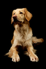 Studio shot of an adorable Golden retriever