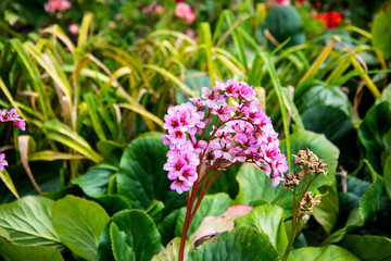 Madeira is called the island of perpetual spring and of Flowers