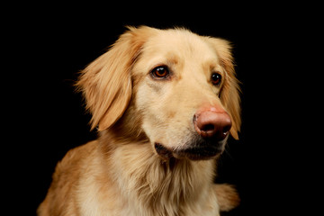 Portrait of an adorable Golden retriever