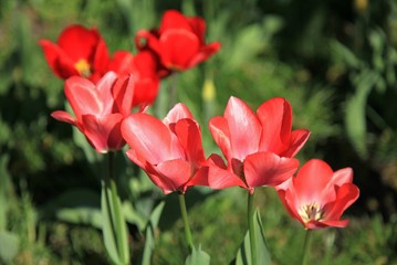 Blossoming red tulips in city garden. Spring time with flowers in blossom