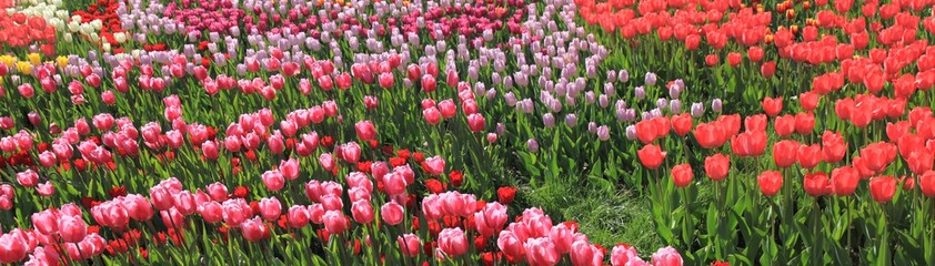 Obraz premium A carpet of blossoming tulips in the spring town garden. Sea of colorful tulips. Background of tulip field. Panorama