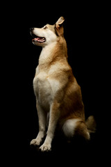 Studio shot of an adorable mixed breed dog