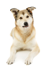 Studio shot of an adorable mixed breed dog