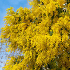 Spring yellow flowers of the mimosa on the branches of a tree.