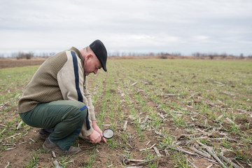Naklejka na ściany i meble Senior farmer on the field controls the growth of plants