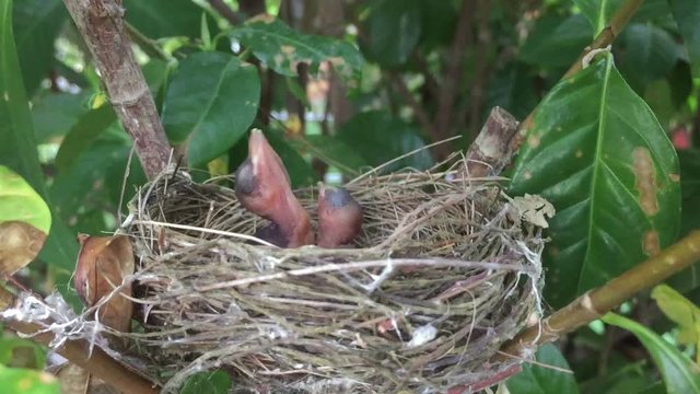 Baby birds in the nest on the tree waiting for feeding