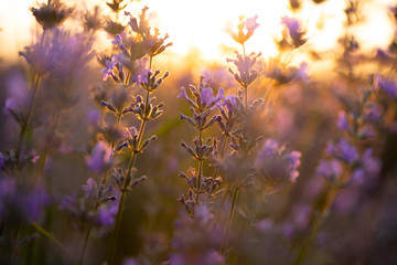 Obraz na płótnie Canvas Lavender flowers at sunset in a soft focus, pastel colors and blur background.