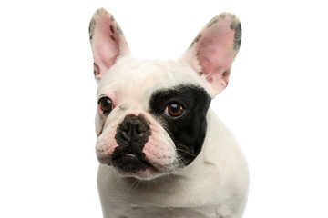 Portrait of an adorable French Bulldog
