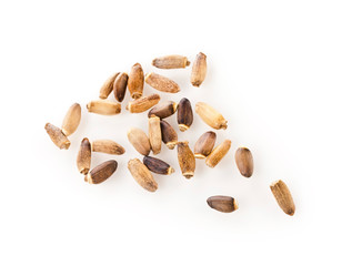 Seed of a Milk Thistle (Silybum marianum) known as Scotch Thistle or Marian Thistle isolated on a white background.